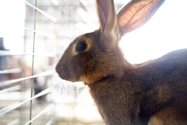 Portrait Lapin Dans Cage Maison — Photo