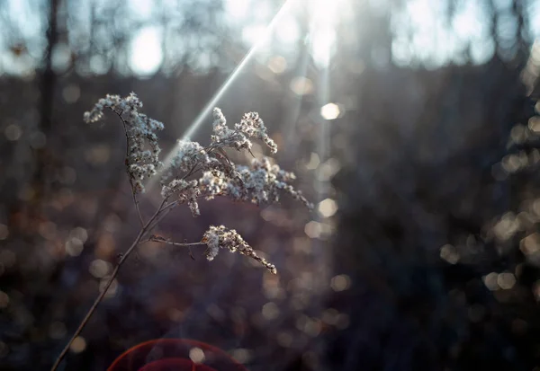 Paisagem Inverno Com Plantas Congeladas Neve — Fotografia de Stock