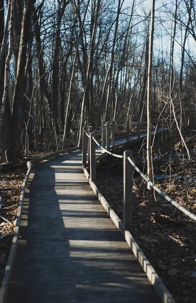 Brug Het Bos — Stockfoto