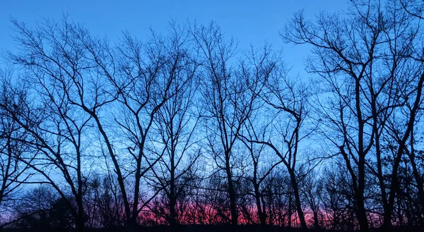 Sunset Heart Shape Tree Branches Stock Image