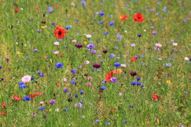 Sidmouth şehir Doğu Devon'da bahçelerde Connaught çayır kır çiçeği. Bahçeleri Kraliçe Victoria üçüncü oğlu Connaught Duke sonra adlandırılmıştır