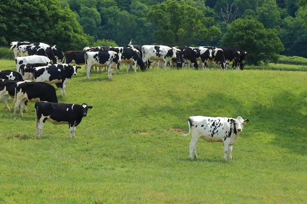 Manada Vacas Friesias Británicas Pastan Una Granja Devon Oriental —  Fotos de Stock