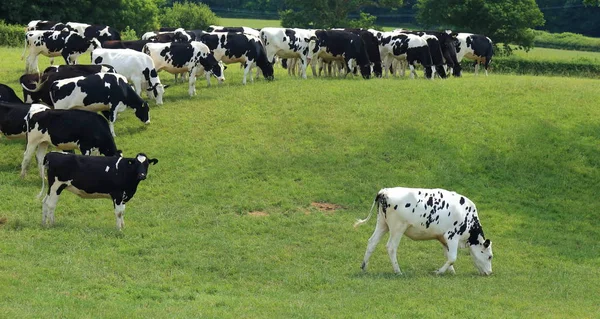 Friesian 牛群在东德文郡的农田上放牧 — 图库照片