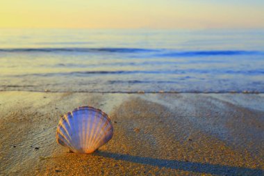 Kumlu plaj yakınındaki çevre kasaba Lyme Regis Jurassic Coast Dorset'deki / daki deniz kabuğu