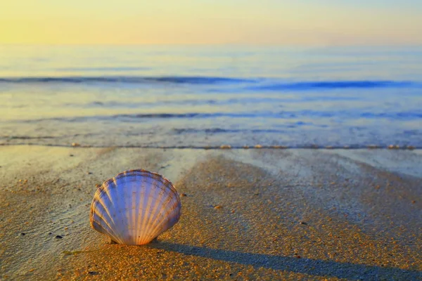 Kumlu plaj yakınındaki çevre kasaba Lyme Regis Jurassic Coast Dorset'deki / daki deniz kabuğu