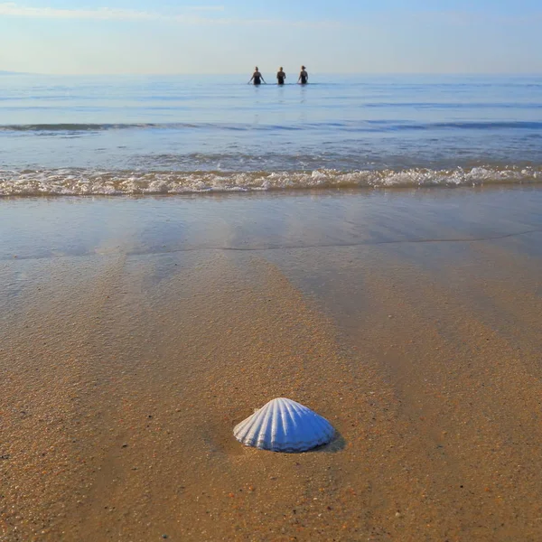 Conchiglia Una Spiaggia Sabbia Vicino Alla Città Lyme Regis Nel — Foto Stock