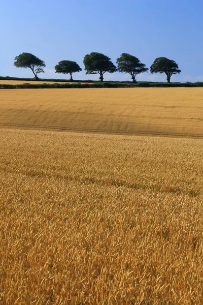 Gebied Van Landbouw Een Landbouwgrond East Devon — Stockfoto