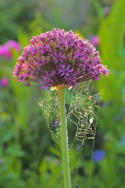 Κοντινό Πλάνο Του Allium Λουλούδι Κεφάλι Ιστό Αράχνης — Φωτογραφία Αρχείου