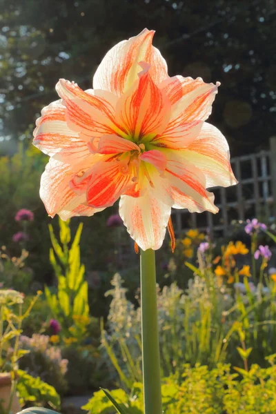 Close Amaryllis Flower Head Bloom — Stock Photo, Image