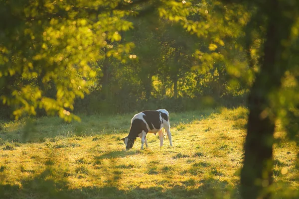 Holsteinische Friesische Kuh Auf Dem Ackerland East Devon Großbritannien — Stockfoto