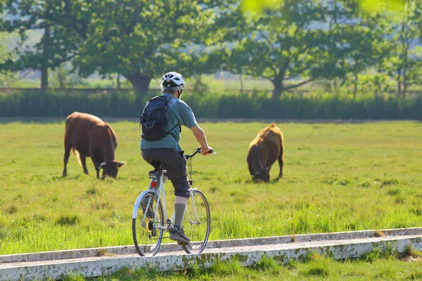 Radfahrer Fährt Auf Fußweg Seaton Wetlands Devon Passiert Kühe Auf — Stockfoto