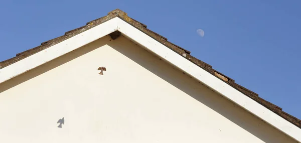 Gorrión Común Volando Nido Casa Martin Sombra Del Pájaro Vuelo —  Fotos de Stock