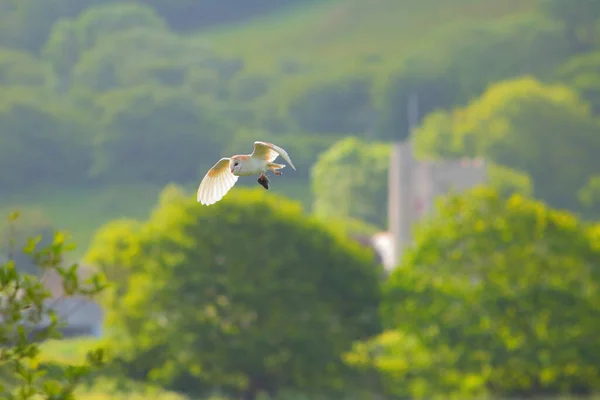 Coruja Celeiro Tyto Alba Segurando Vole Enquanto Voa Acima Pântano — Fotografia de Stock