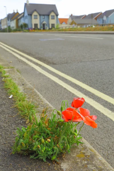 Röda Vilda Vallmo Växer Från Spricka Trottoaren Staden Seaton Devon — Stockfoto