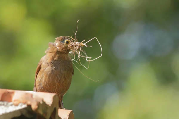 Female Blackbird Holding Dried Grass Beak — Stock Photo, Image