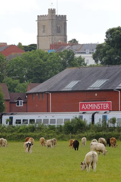 Campo Agrícola Ciudad Axminster Devon —  Fotos de Stock