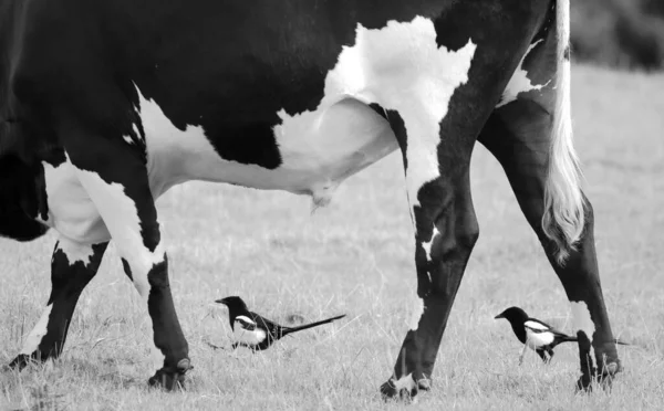 Twee Eksters Lopen Langs Stier Het Landbouwland Devon — Stockfoto