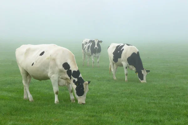 Holstein Friesian Αγελάδες Βόσκουν Στη Γεωργική Στο Ομιχλώδες Πρωί Στο — Φωτογραφία Αρχείου