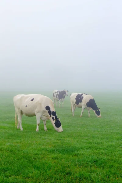 东德文郡雾蒙蒙的早晨 荷尔斯泰因弗里斯兰奶牛在农田里吃草 — 图库照片