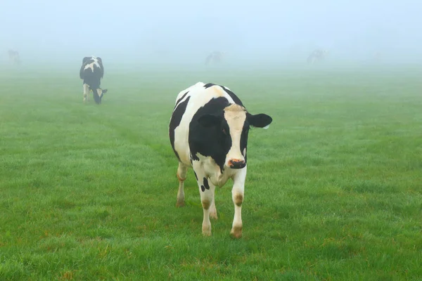 Holstein Friesian Αγελάδες Βόσκουν Στη Γεωργική Στο Ομιχλώδες Πρωί Στο — Φωτογραφία Αρχείου