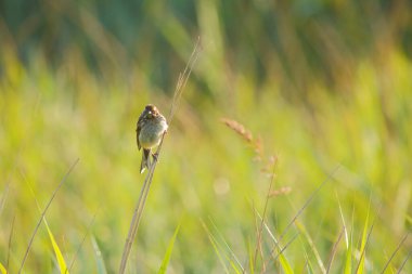 Warbler, Seaton Bataklıkları 'nın sapına tünedi Devon.