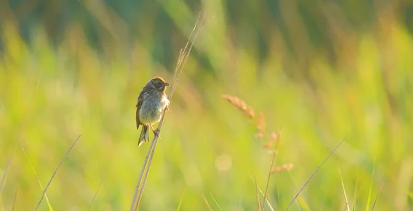 Warbler Perching Stem Seaton Wetlands Devon — Stock Photo, Image