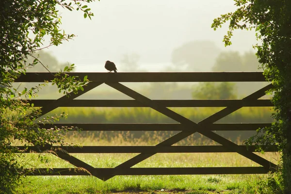 Blackbird Siedzący Rano Drewnianej Bramie Pola Uprawnego — Zdjęcie stockowe