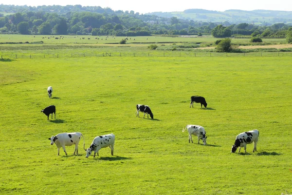 Rebanho Vacas Frísia Holandesa Pastam Nas Terras Agrícolas Axe Valley — Fotografia de Stock