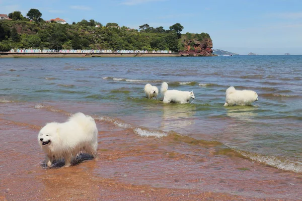 Group Samoyed Dogs Beach Devon — Stock Photo, Image