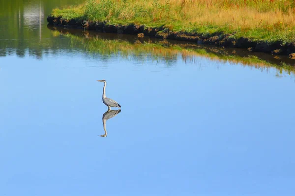 Garça Cinzenta Pesca Lago Seaton Wetlands Devon — Fotografia de Stock