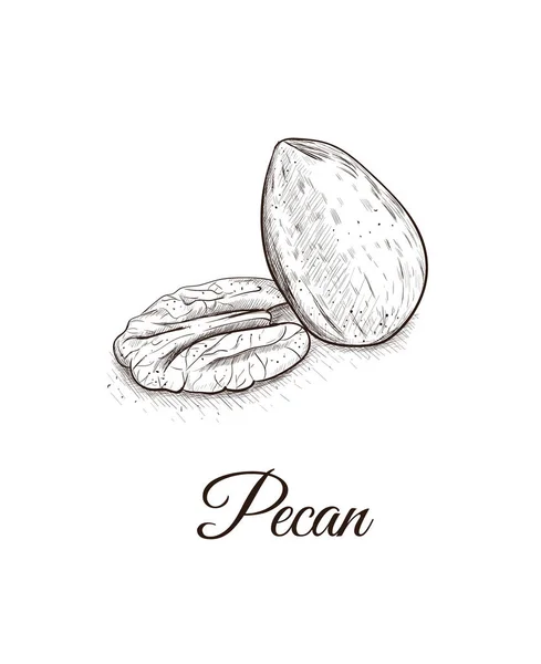 Pecan sketch hand draw . — стоковый вектор