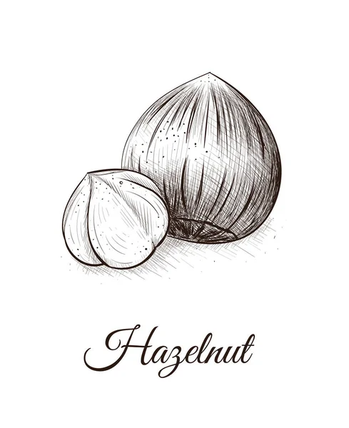 Иллюстрация Хейзелната — стоковый вектор