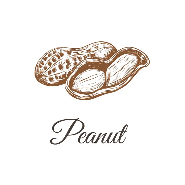 Рисунок арахиса. peanut — стоковый вектор