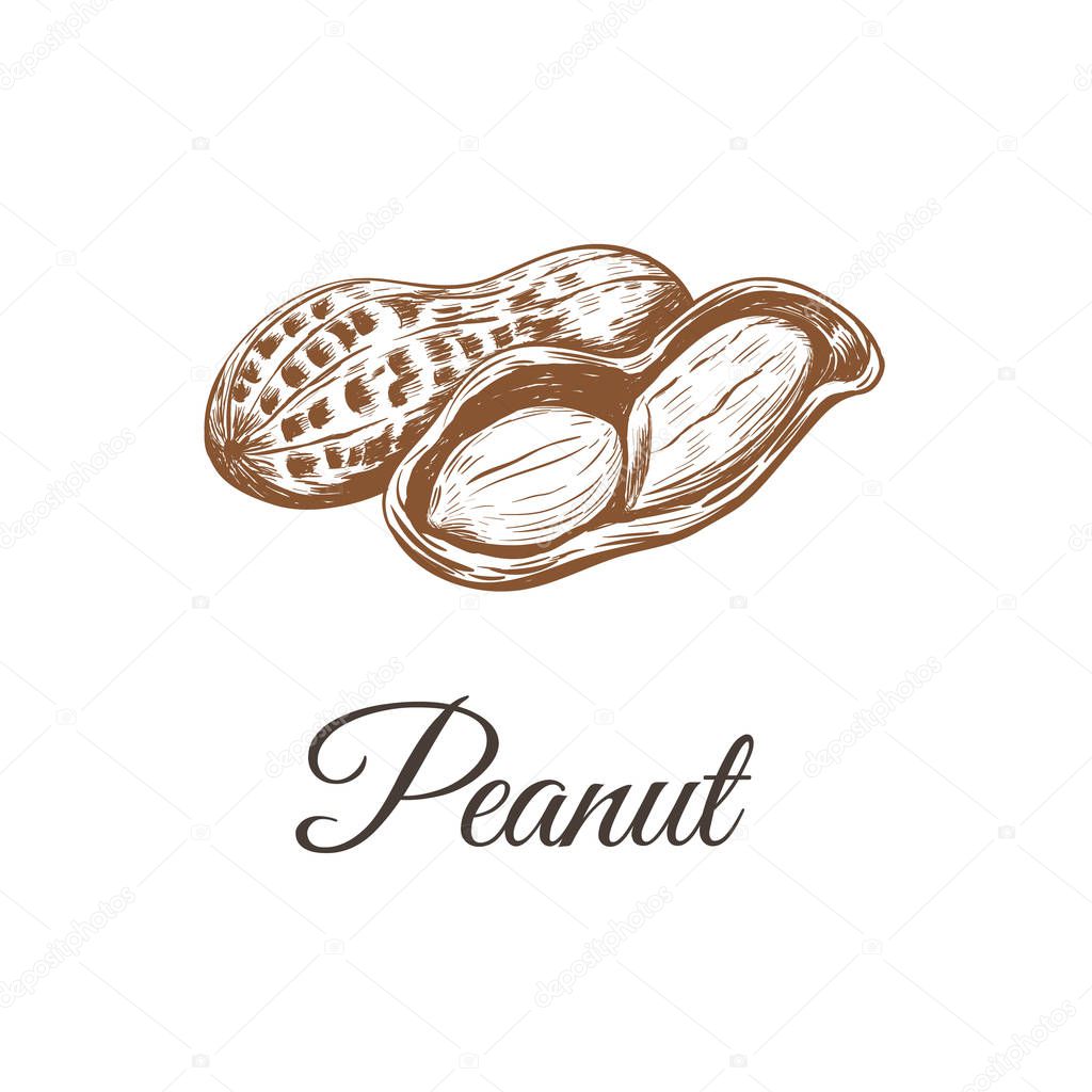 Peanuts sketch drawing. peanut vector illustration