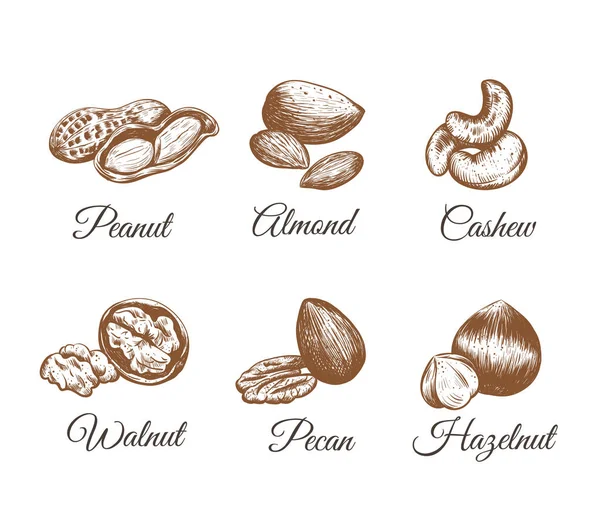 Векторная коллекция орехов . — стоковый вектор