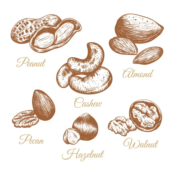 Nuts vector collection. — Stock Vector