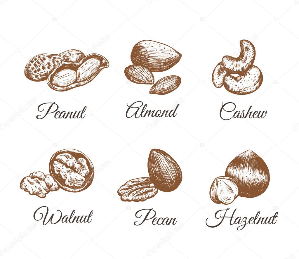 Nuts vector collection. Nuts Set sketch illustration