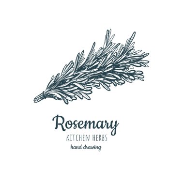 Biberiye kroki tarzı illüstrasyon 