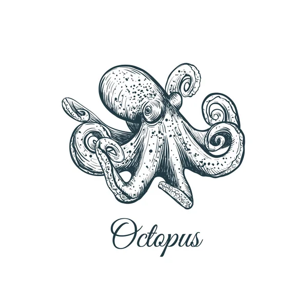 Octopus skiss hand ritning. — Stock vektor