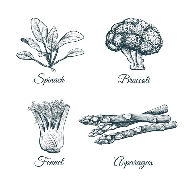 Set de plantes et légumes . — Image vectorielle