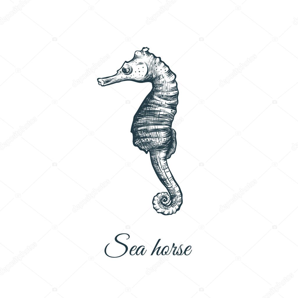 Sea horse sketch hand drawing. Sea horse vector illustration
