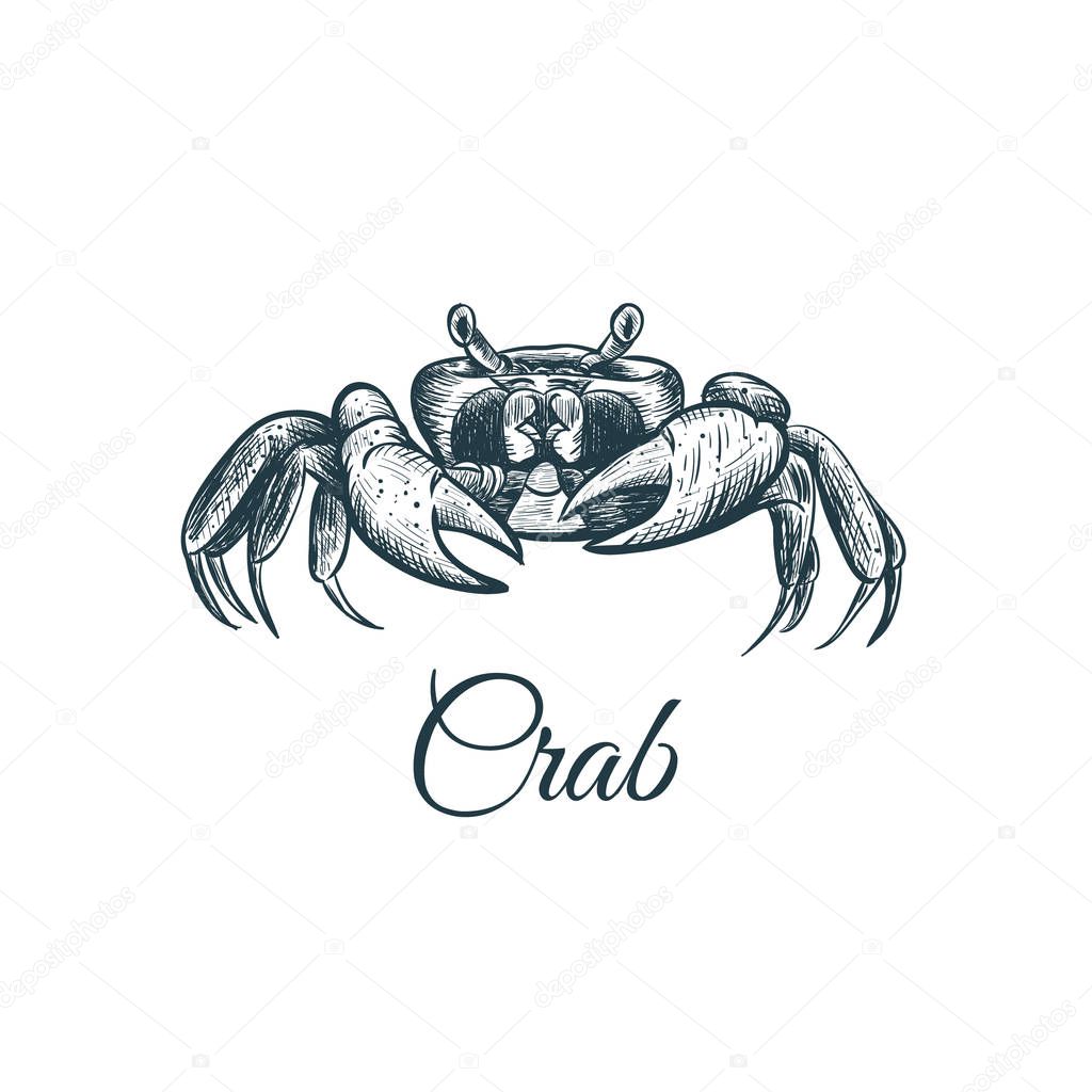 Crab sketch hand drawing. 