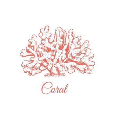 Mercan Denizi illüstrasyon.