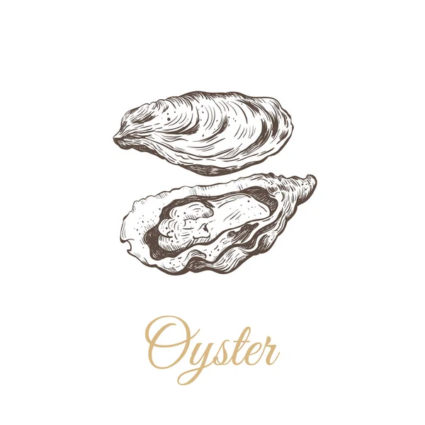 Oyster skiss vektorillustration. — Stock vektor