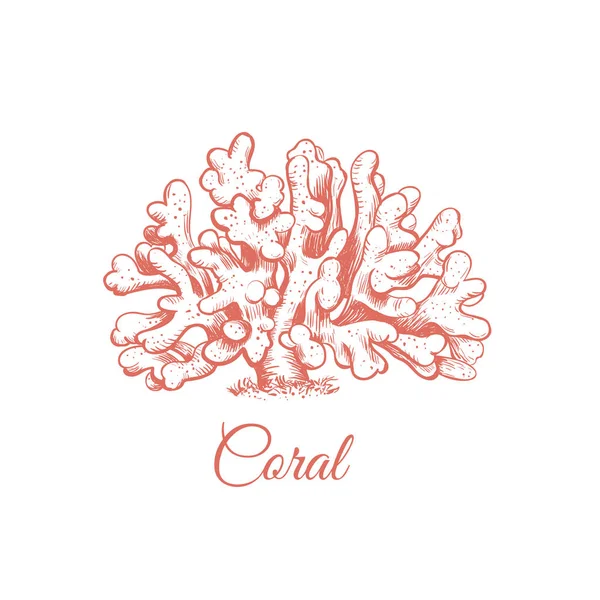 Illustrazione del mare di corallo . — Vettoriale Stock