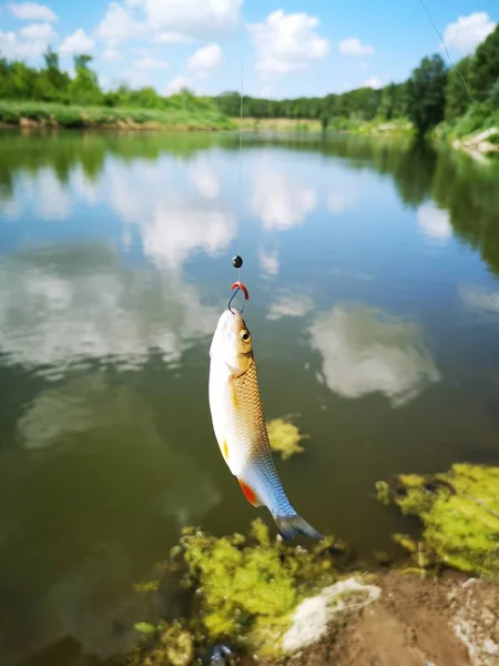 Peixe no anzol. peixe, pesca — Fotografia de Stock