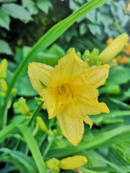 Flor diurna amarela — Fotografia de Stock