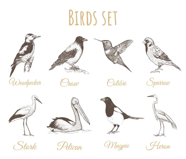 Dibujo conjunto de aves .. — Vector de stock