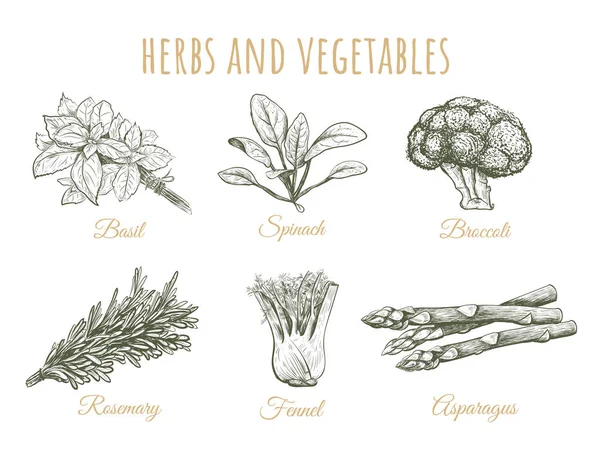 Kräuter und Gemüse Skizzensammlung — Stockvektor