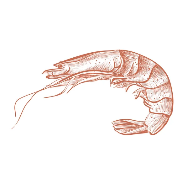 Shrimp Hand Zeichnung Vektor Illustration. Garnelen rot gekocht — Stockvektor